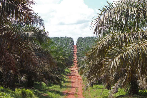 Plantation de palmiers à huile de la compagnie PTPN 7 dans la commune de Lais, Sumatra Sud.